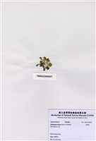 藏品(香蕉菜)的圖片